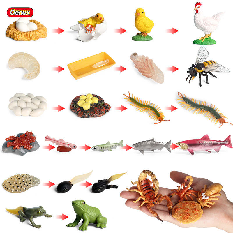 Baby Products Pictures - Oenux Ciclo di crescita della vita